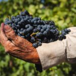 AGUASCALIENTES SERÁ SEDE DEL PRIMER CONGRESO INTERNACIONAL DEL VINO MEXICANO