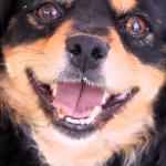 ESTERILIZAR A TU MASCOTA ES UNA MANERA DE PROTEGER SU SALUD