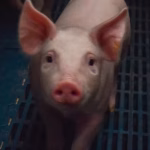 AGUASCALIENTES ES LÍDER EN PRODUCCIÓN DE CARNE DE CERDO