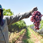 PRODUCTORES DE UVA DE COSÍO PODRÁN VENDER MEJOR SUS COSECHAS CON EL APOYO DE TERE JIMÉNEZ