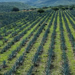 CALVILLO LE PONE SU PROPIO SABOR AL MEZCAL DE AGUASCALIENTES