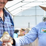 AGUASCALIENTES IMPULSA UN CAMPO INNOVADOR; LA CRIANZA DE RANAS TORO ABRE NUEVAS OPORTUNIDADES