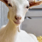 RECONOCEN LABOR DE PRODUCTORES DE BORREGOS Y CABRAS EN AGUASCALIENTES